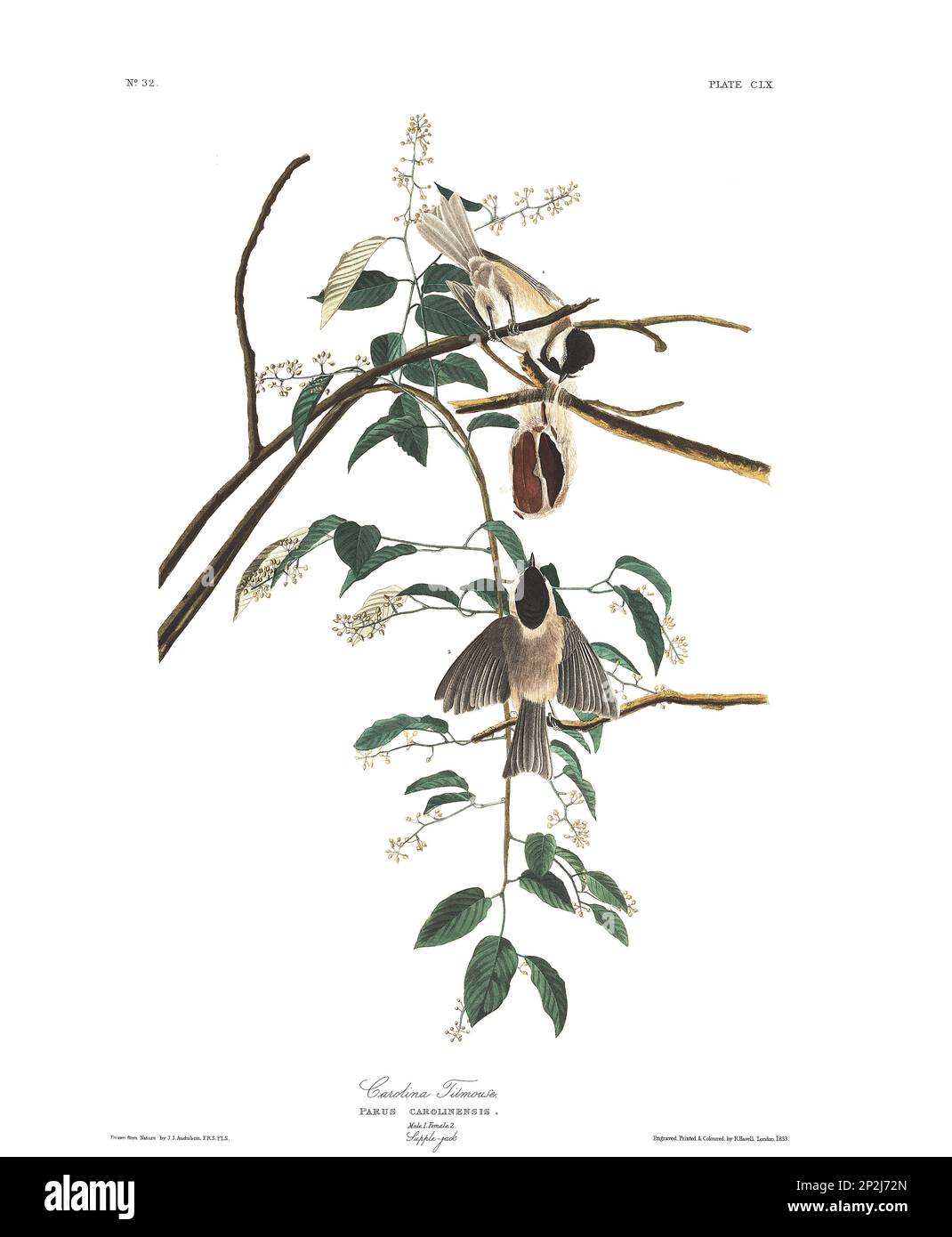 Titmouse. Bird illustration from Birds of America by John James Audubon- 1860 Stock Photo