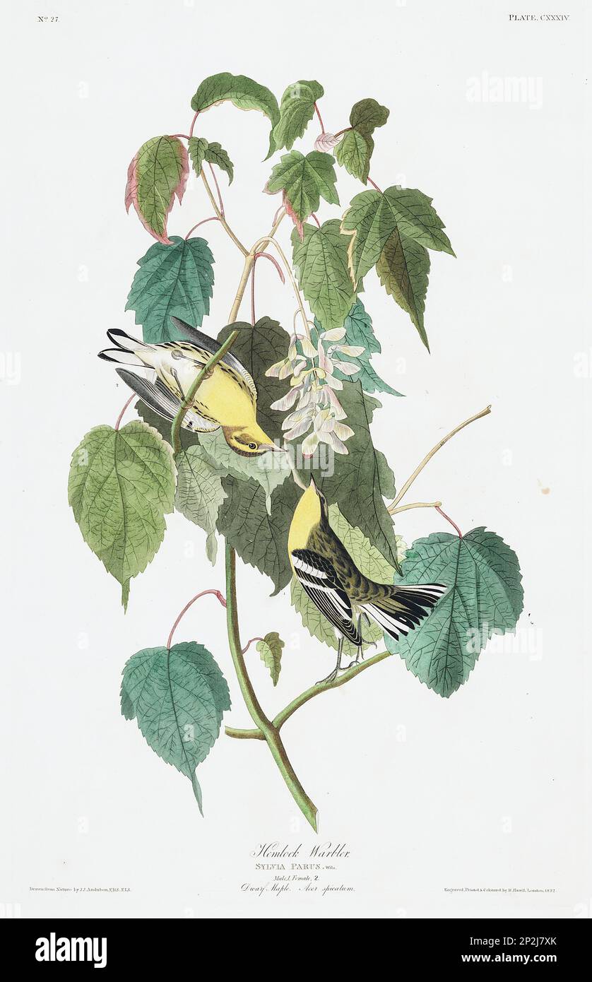 Warbler. Bird illustration from Birds of America by John James Audubon- 1860 Stock Photo