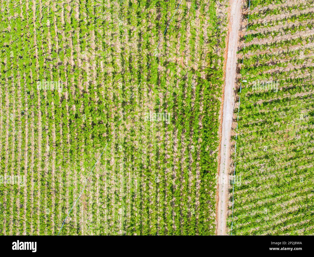 Aerial view of a vineyard, Otavio Rocha, Flores da Cunha, Rio Grande do Sul, Brazil Stock Photo