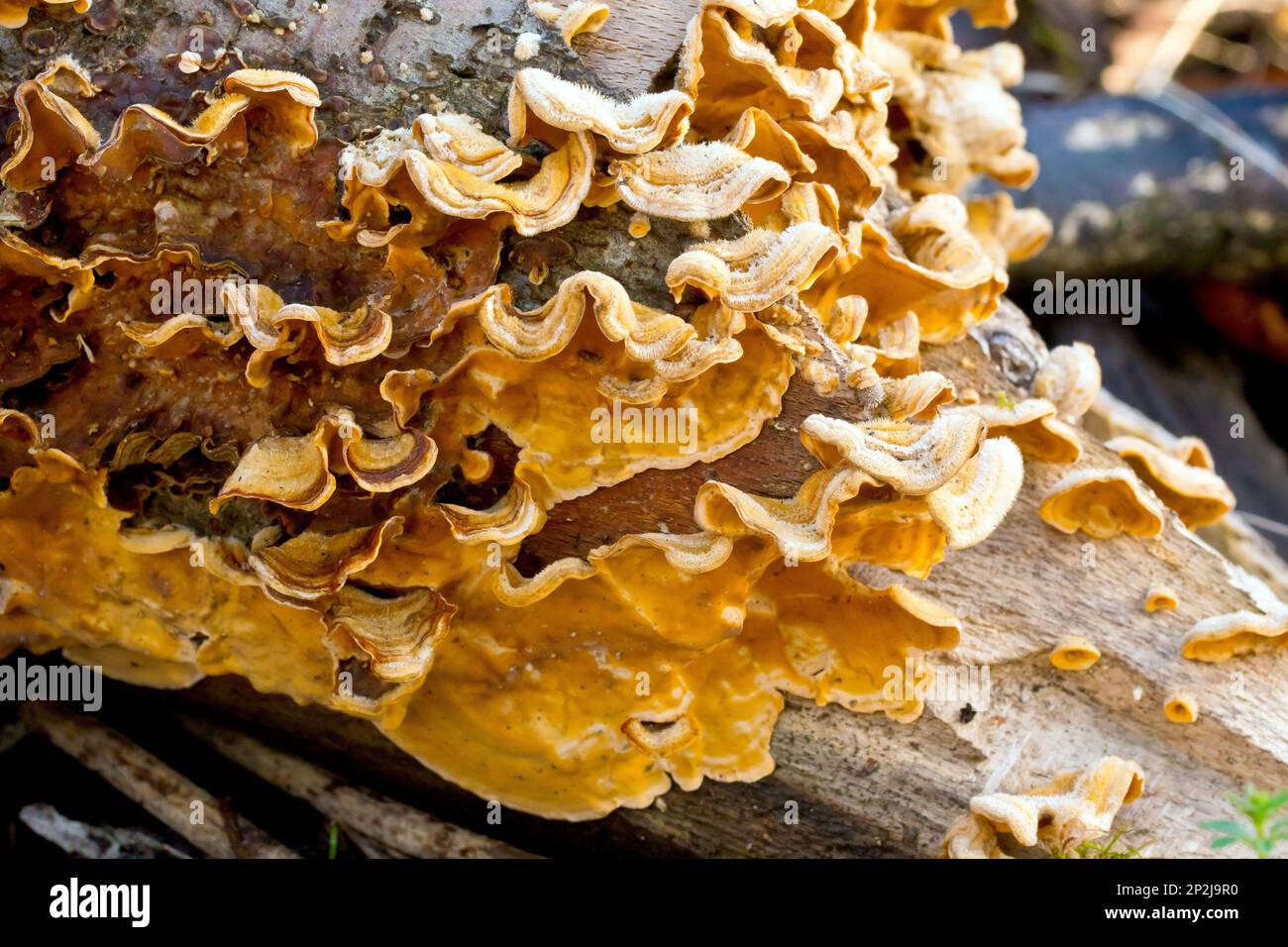 Close up of the fruiting bodies of the fungus stereum hirsutum or Hairy Curtain Crust, growing beneath and around a rotting log. Stock Photo