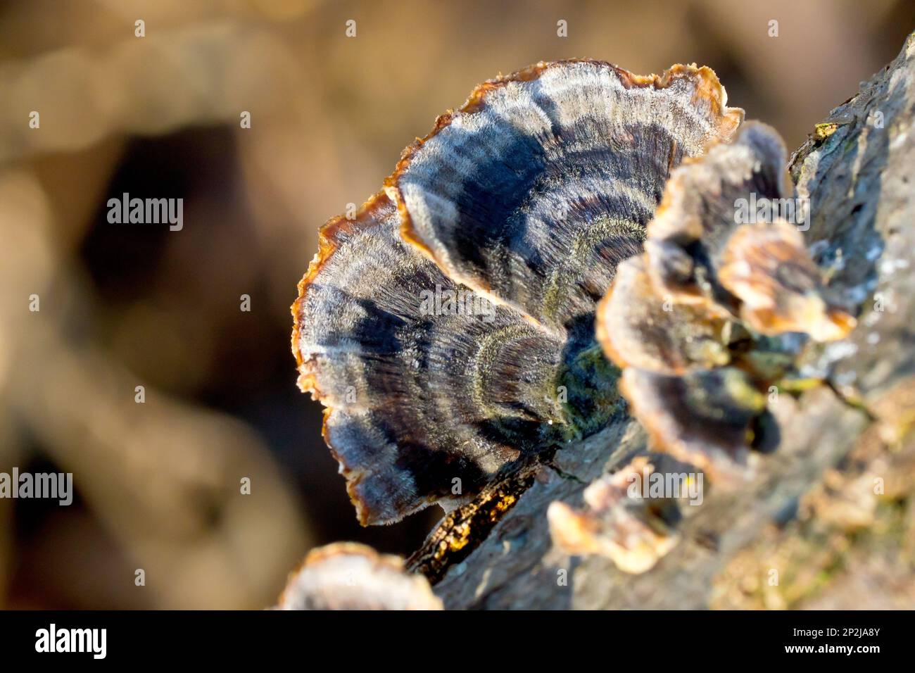 Turkeytail Fungus (trametes versicolor), close up of the semi-circular fruiting bodies showing the familiar concentric coloured stripes. Stock Photo