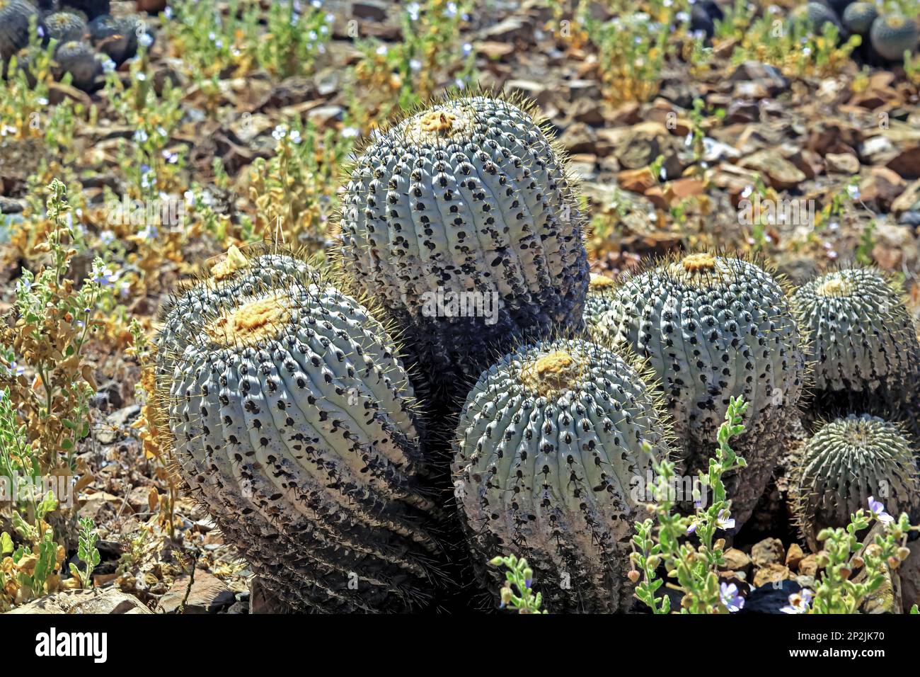 Closeup of group wild natural cacti (Copiapoa tenebrosa cinerea) on dry rocky stony ground - Chile, Pacific ocean Stock Photo