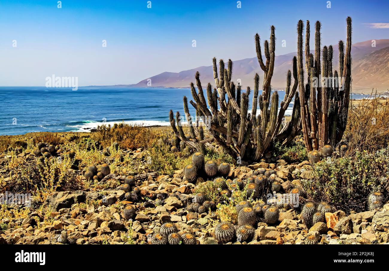 View of different wild cactus species growing on dry stony ground on the Chilean pacific coast (Eulychnia iquiquensis and Copiapoa tenebrosa cinerea) Stock Photo