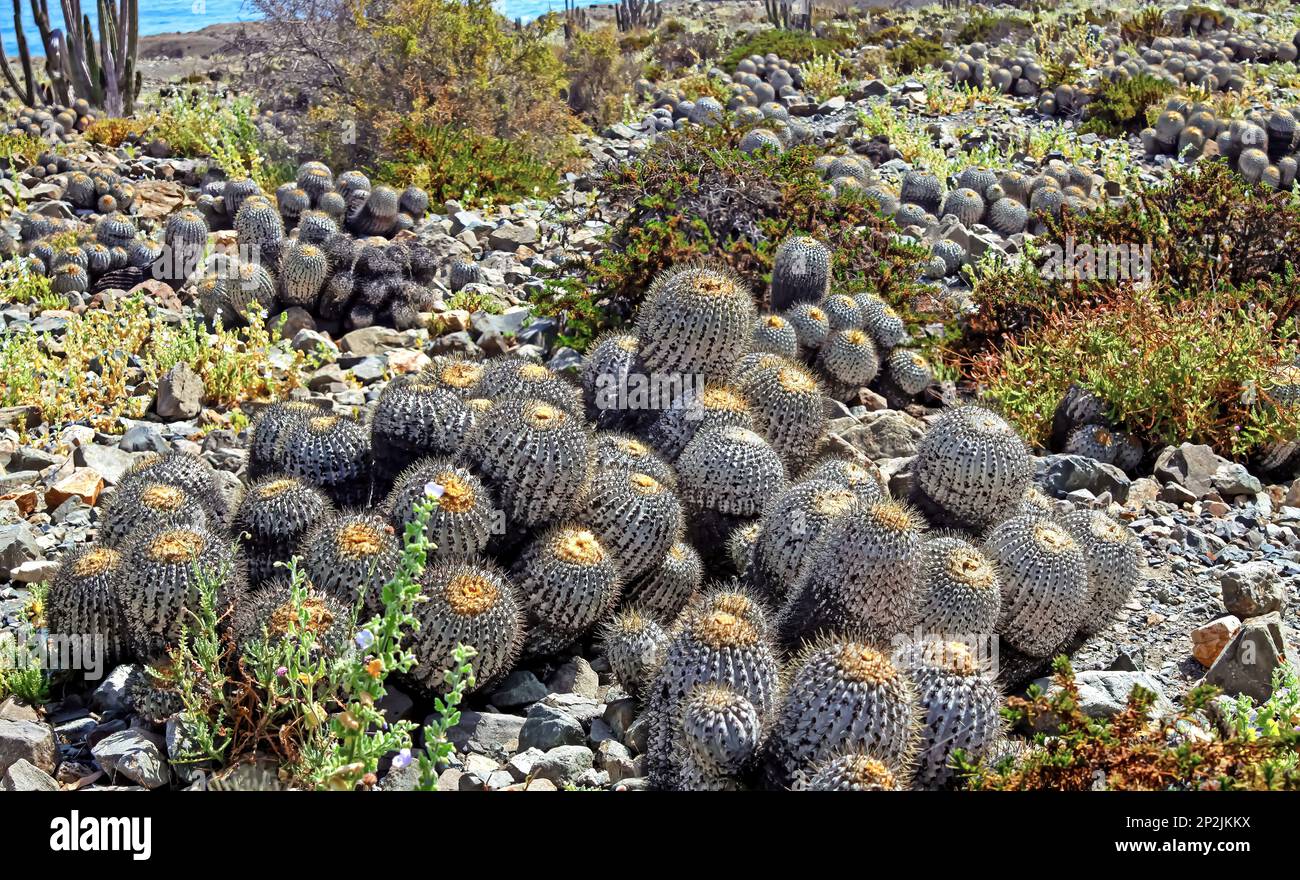 Beautiful stony rocky coastal beach covered with many natural wild cactuses  (Copiapoa tenebrosa cinerea) - Chile, Pacific ocean coast Stock Photo