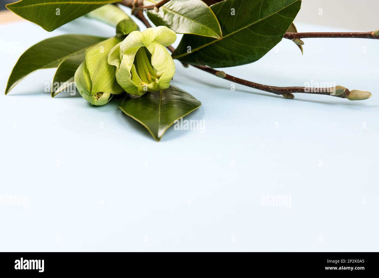 Stylish spring bouquet with branches and leaves of magnolia and amaryllis. Spring flower arrangement, greeting card for mother's day, Valentine's Day, Stock Photo