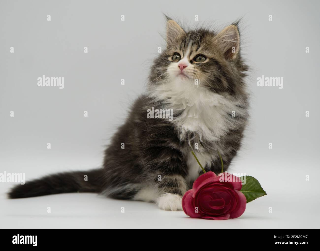 Cat with red rose hi-res stock photography and images - Alamy