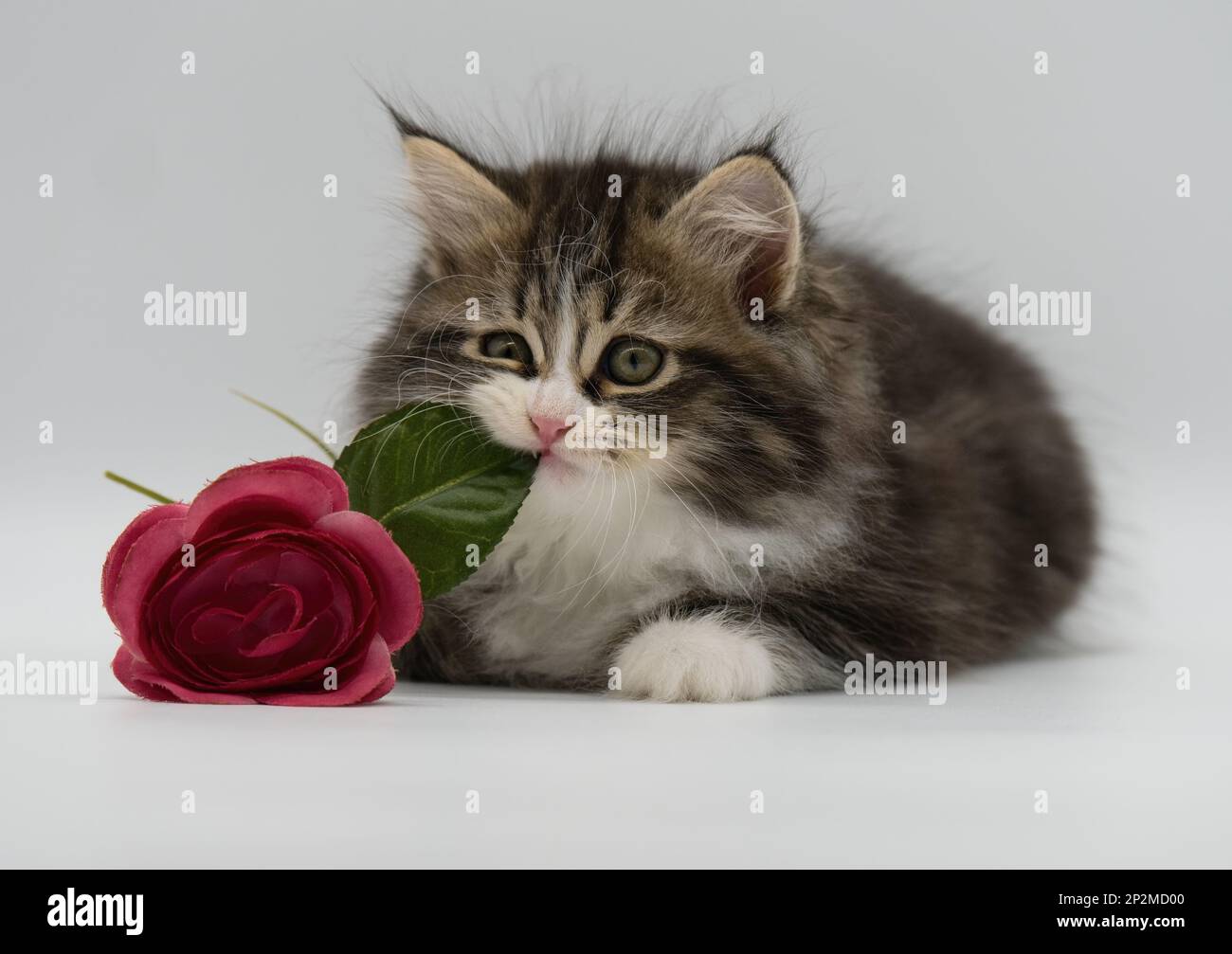 Cat with red rose hi-res stock photography and images - Alamy
