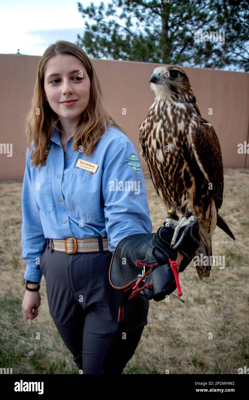 Trained Raptors Trainer holds raptor, a type of hunting bird Stock Photo - Alamy