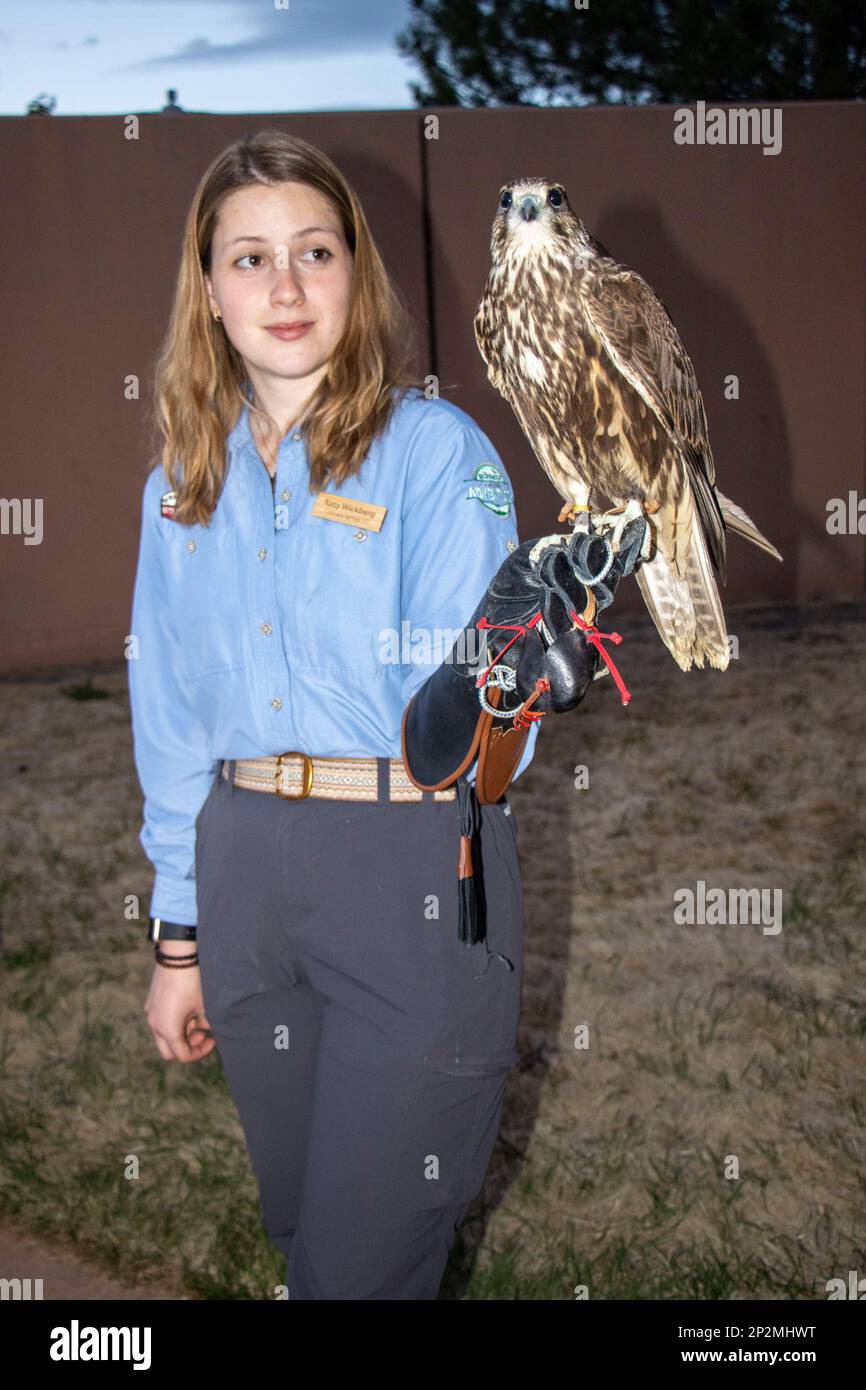 Trained Raptors Trainer holds raptor, a type of hunting bird Stock Photo - Alamy