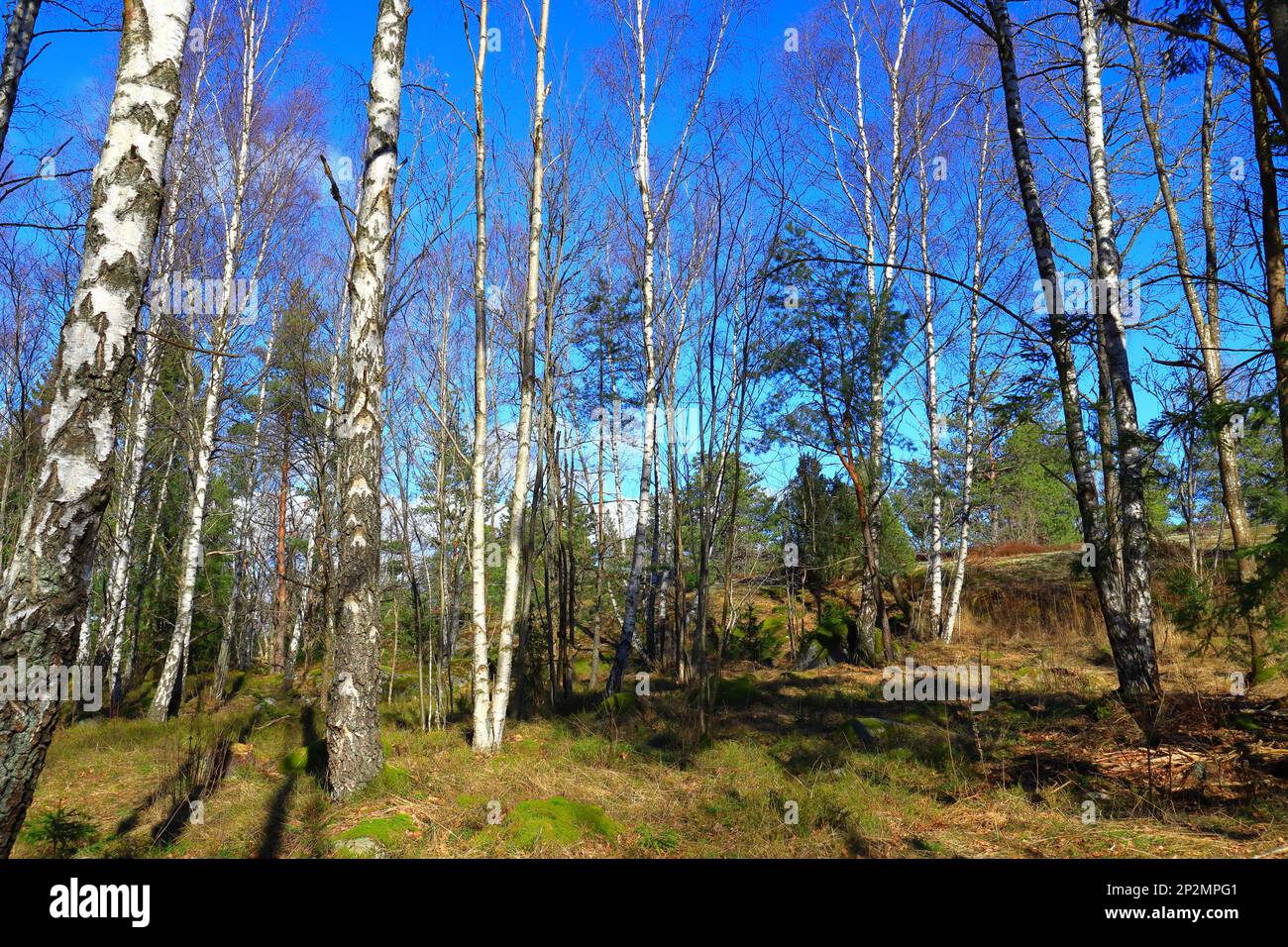 Scandinavian forest in spring. Mostly birch trees. Photo of swedish nature. Blue sky in the background. Stockholm, Sweden, Europe. Stock Photo