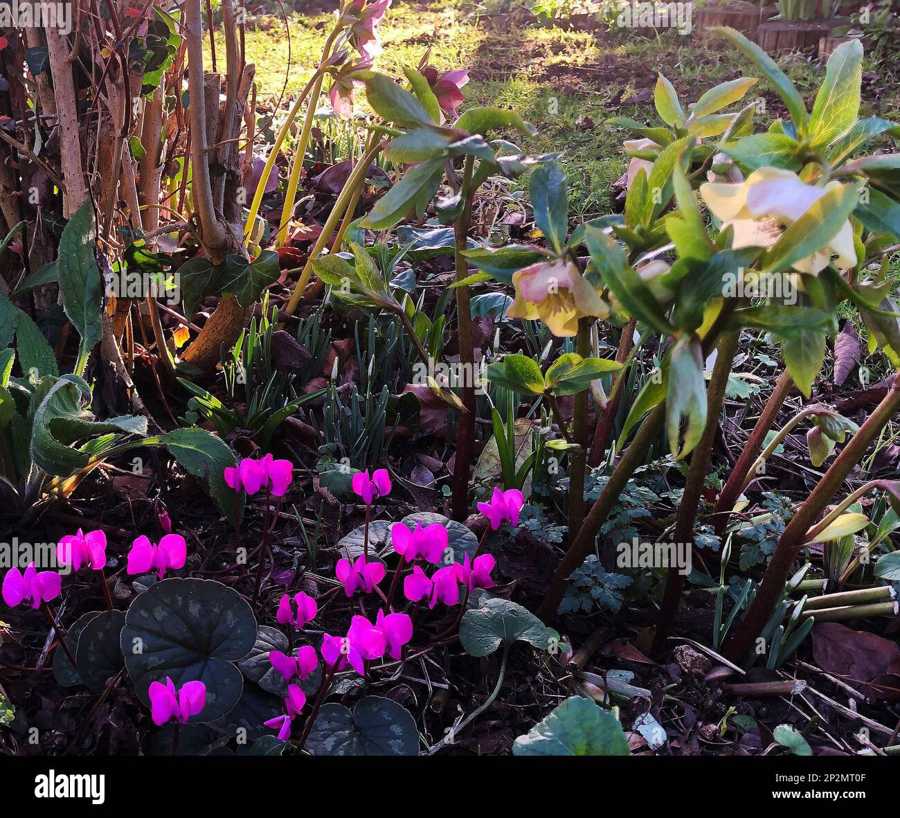 Cyclamen coum, Snowdrops  and Hellebores Stock Photo