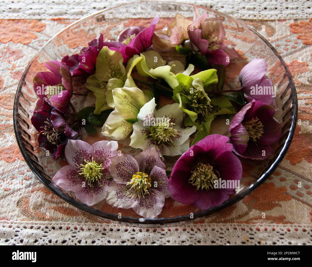 Mixed hellebore flower-heads make an attractive table arrangement with tones of white, cream, pale green, pale pink and magenta, some with dashes of m Stock Photo