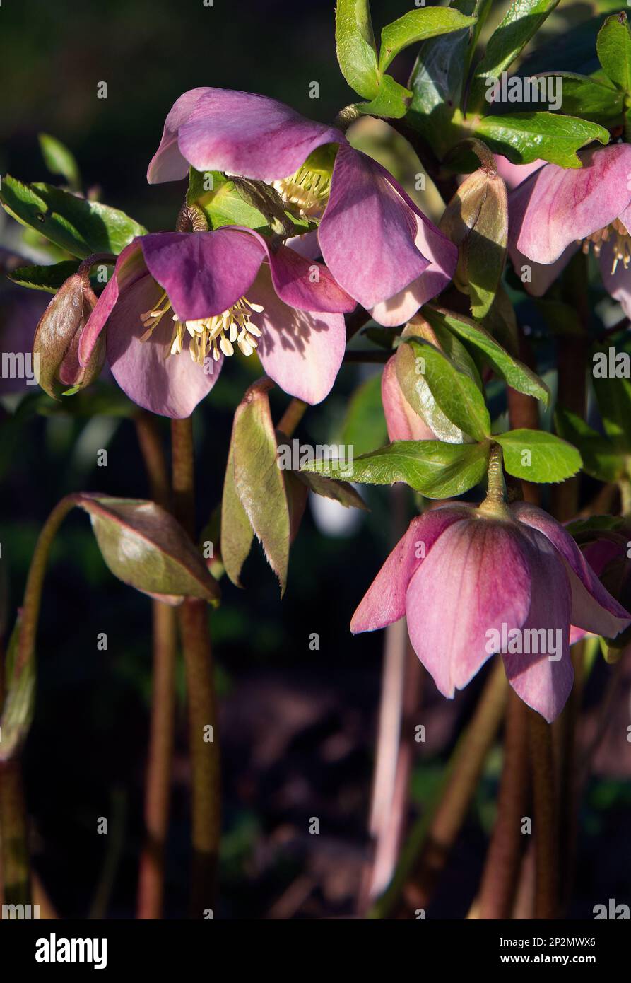Helleborus orientalis Stock Photo