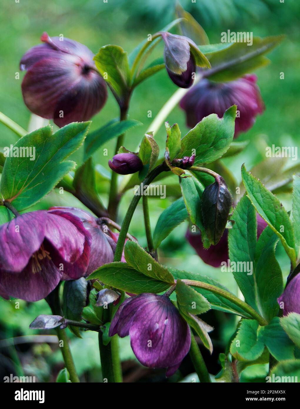 Flowers of Helleborus x hybridus opening  in dark shades of magenta with deep purple striations but hanging their heads Stock Photo