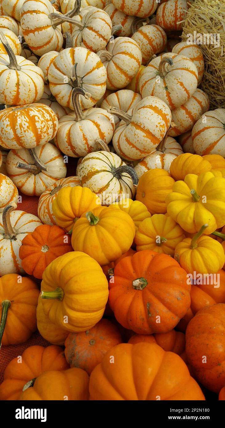an arraingment of colorful gourds for sale at a farmer s market in New Englande Stock Photo