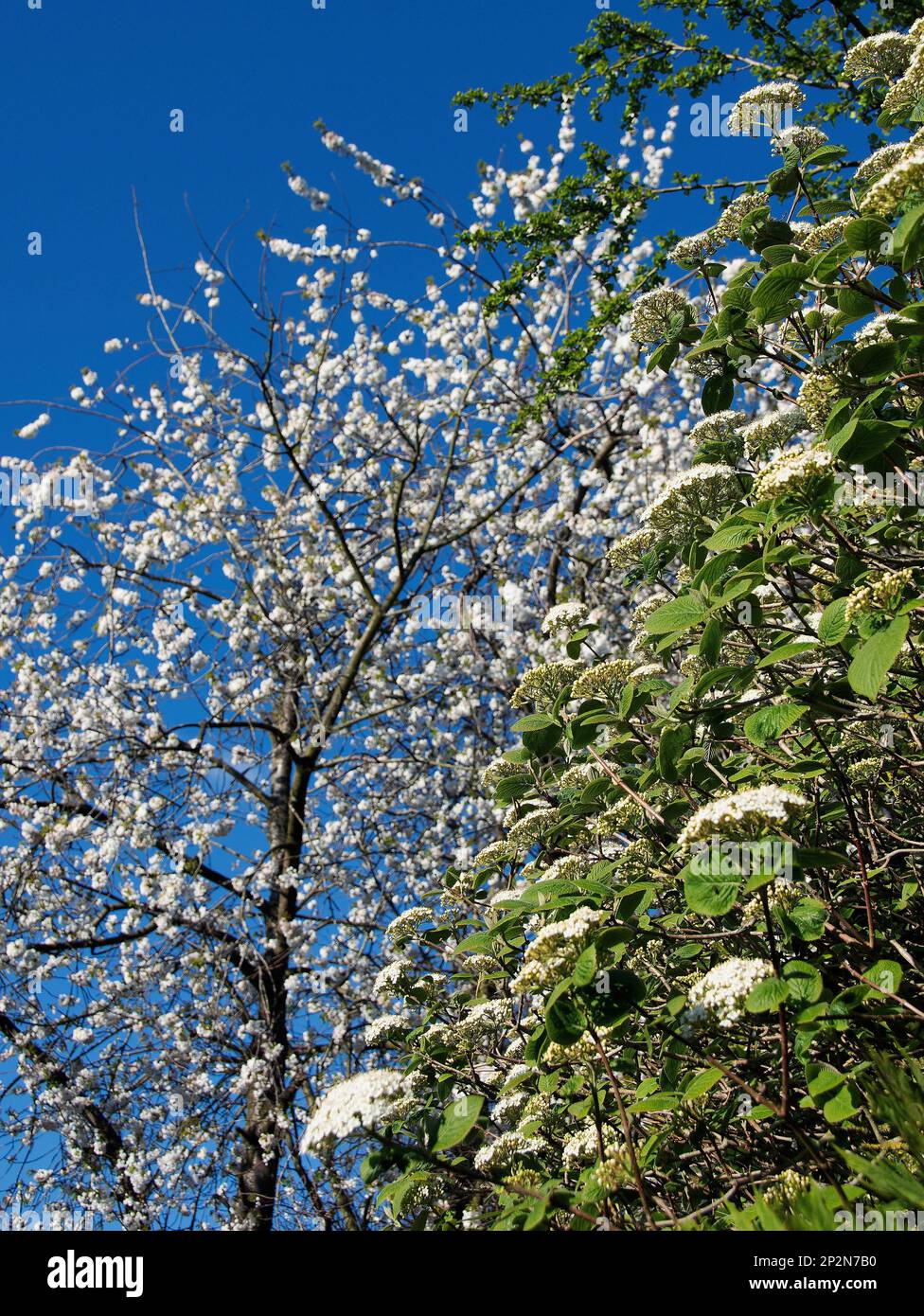 Cherry blossom and viburnum Stock Photo