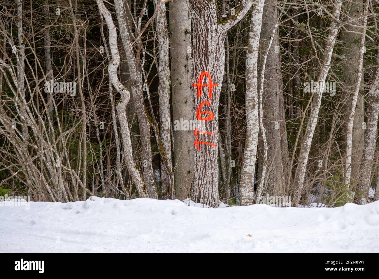 logging, numbers with an arrow painted on a tree trunk. Logging ...