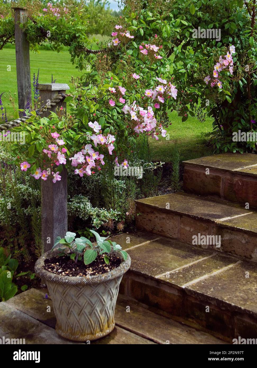 Rosa 'Kew Rambler' Stock Photo