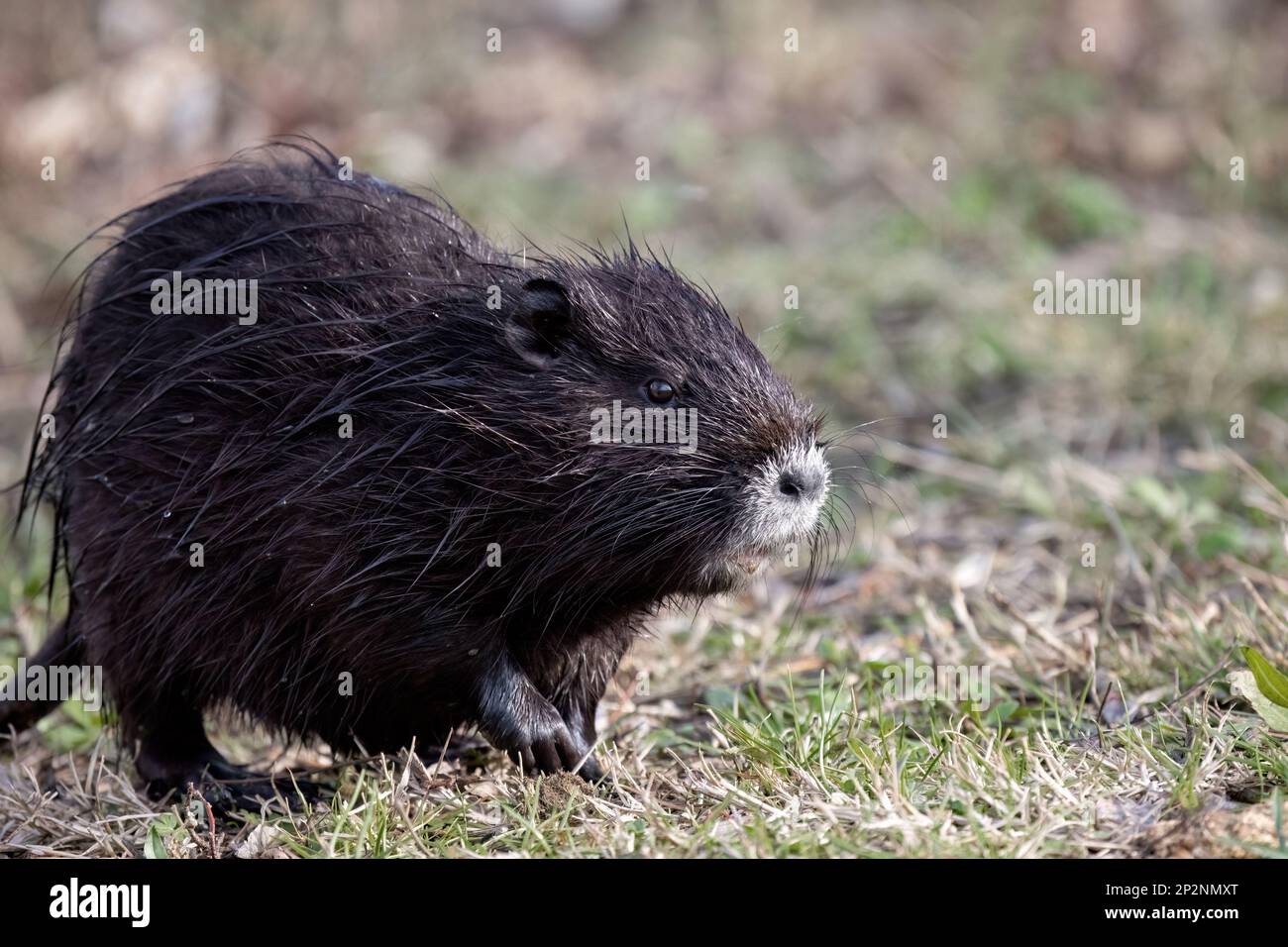 Invasive Rodent Nutria Myocastor coypus or coypu, is a semiaquatic rodent and invasive ...