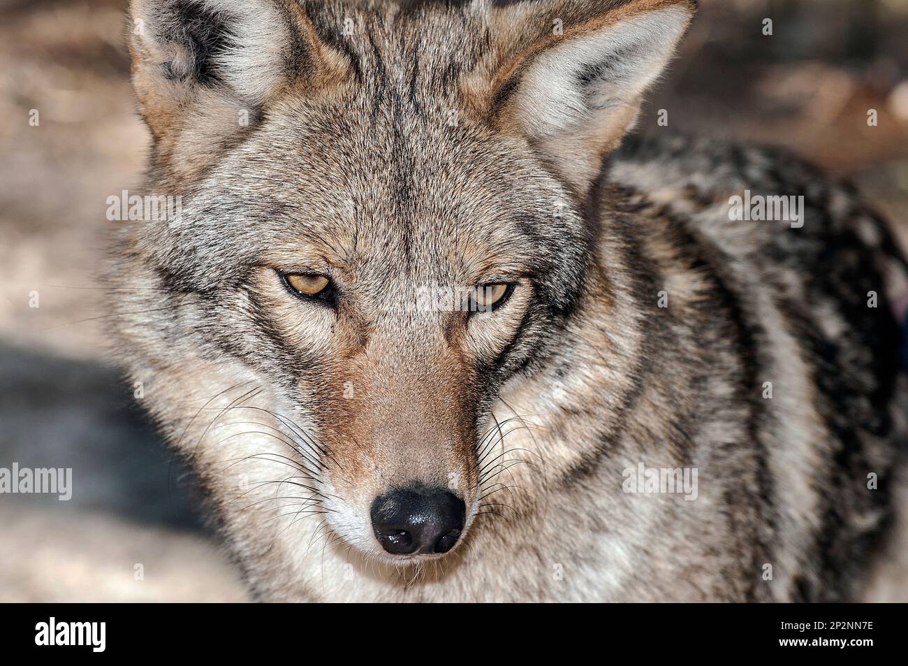 Captive eastern coyote buttonwood zoo new bedford ma molly was an