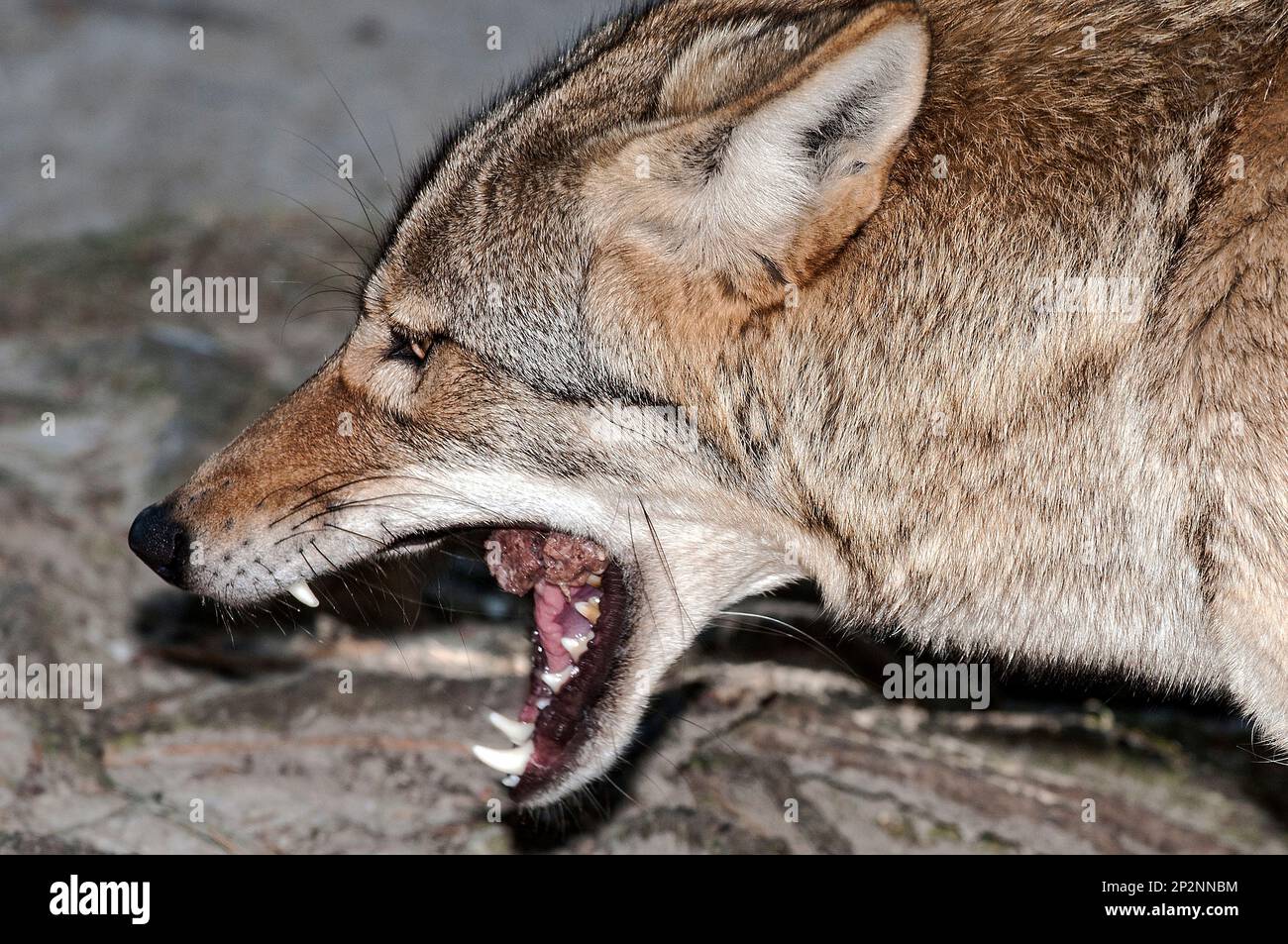 Captive eastern coyote buttonwood zoo new bedford ma molly was an
