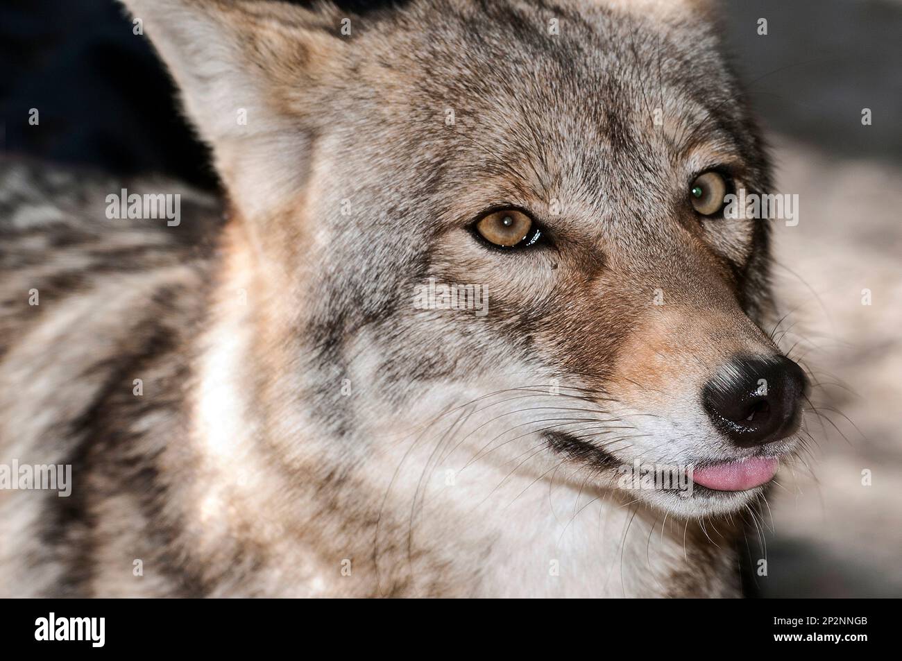 Captive eastern coyote buttonwood zoo new bedford ma molly was an