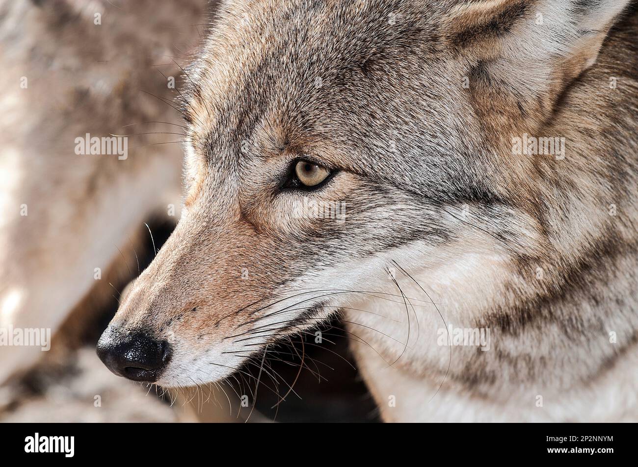 Captive eastern coyote buttonwood zoo new bedford ma molly was an
