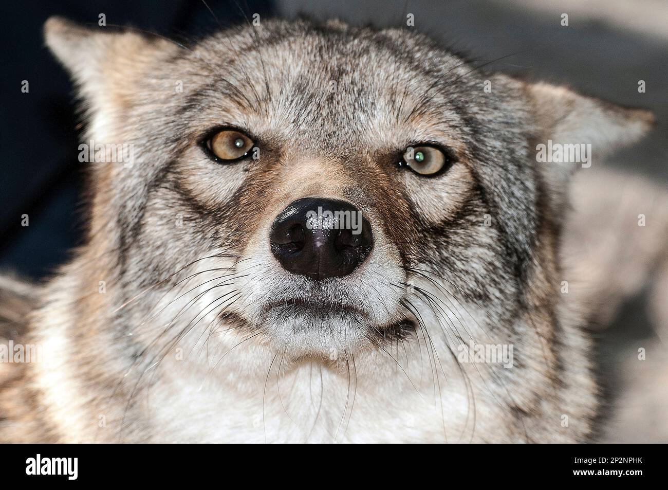 Captive eastern coyote buttonwood zoo new bedford ma molly was an