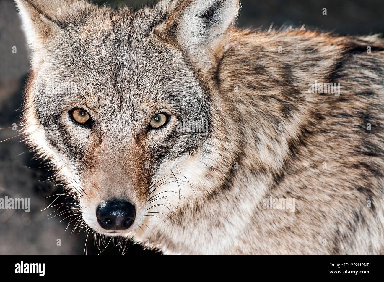 Captive eastern coyote buttonwood zoo new bedford ma molly was an