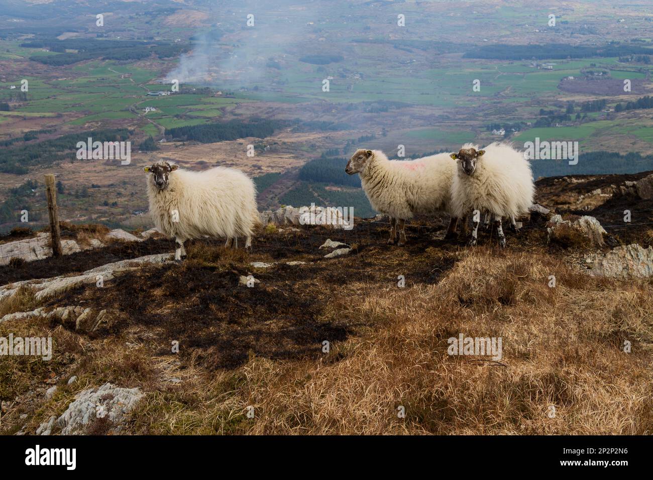 Sheep surrounded by scorched earth on Mount Gabriel after fire burnt vegetation. Stock Photo