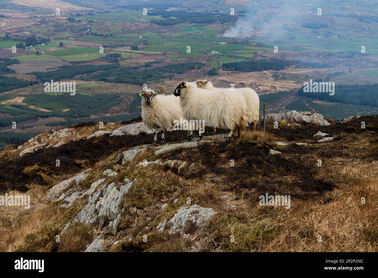 Sheep surrounded by scorched earth on Mount Gabriel after fire burnt vegetation. Stock Photo