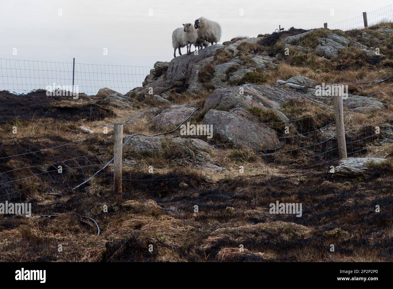 Sheep surrounded by scorched earth on Mount Gabriel after fire burnt vegetation. Stock Photo