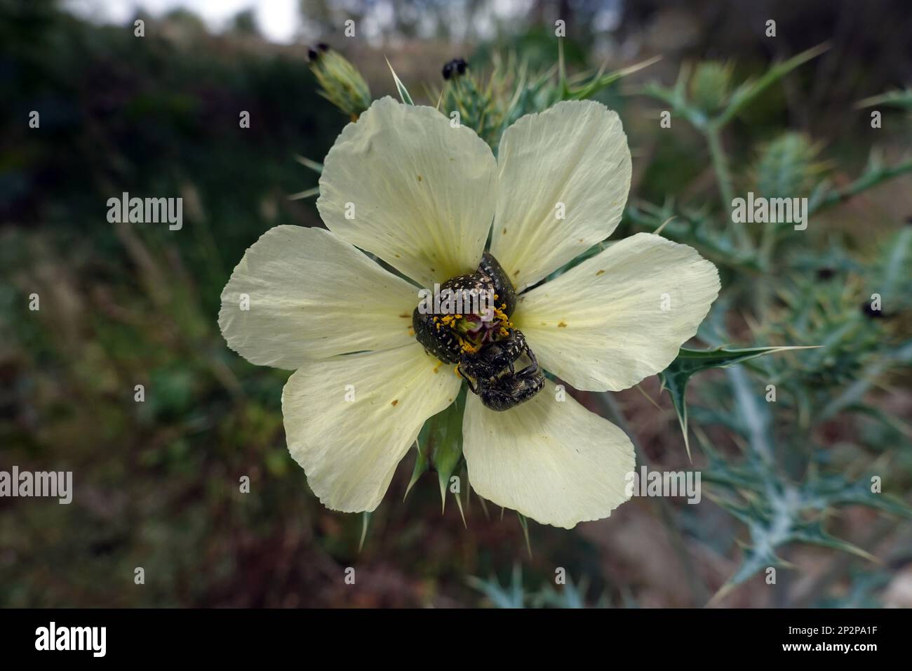 Bleicher Stachelmohn (Argemone ochroleuca) auf den Kanaren, Gran