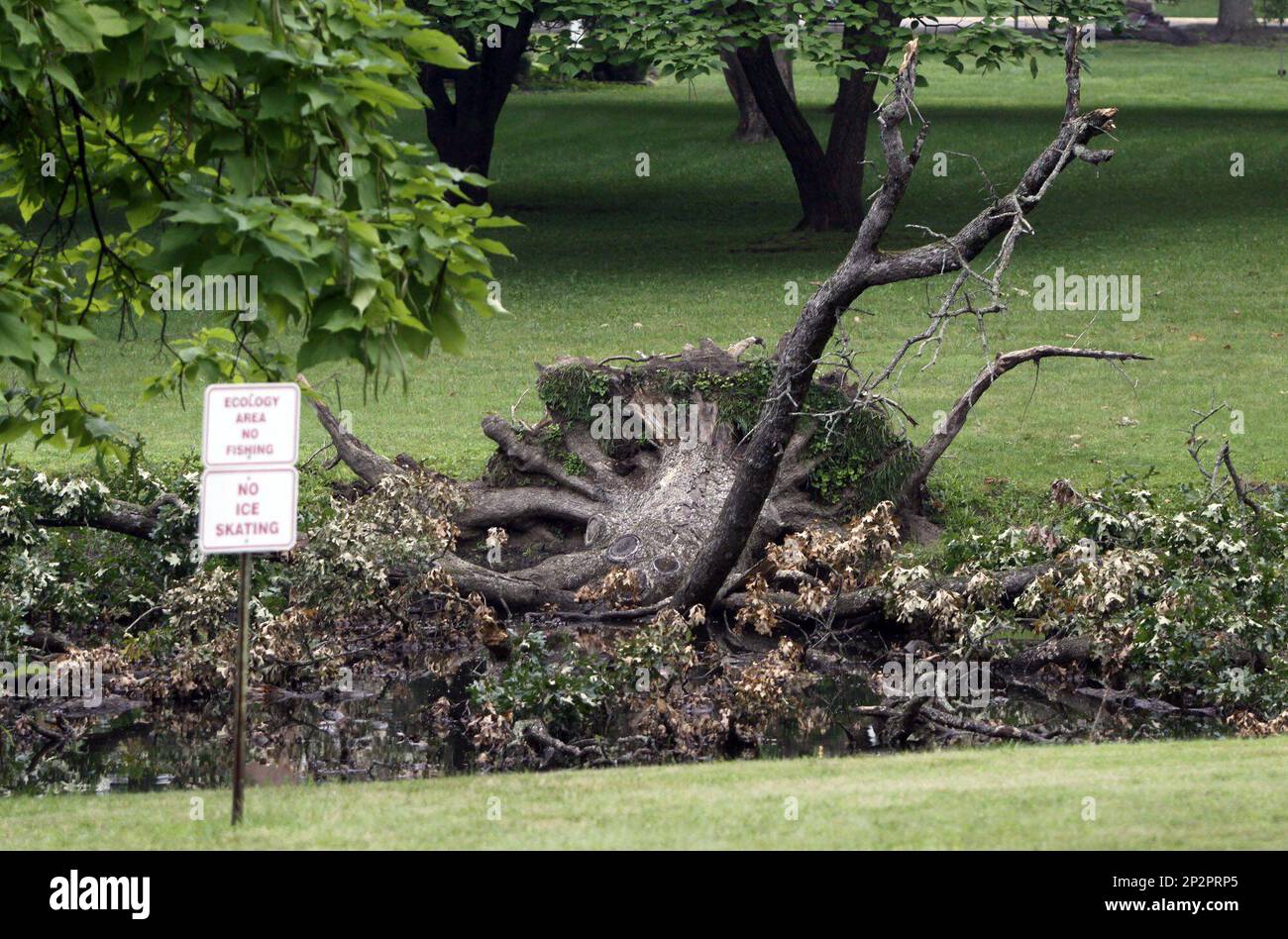 In this Wednesday, July 1, 2015 photo, a fallen tree rests in a pond at