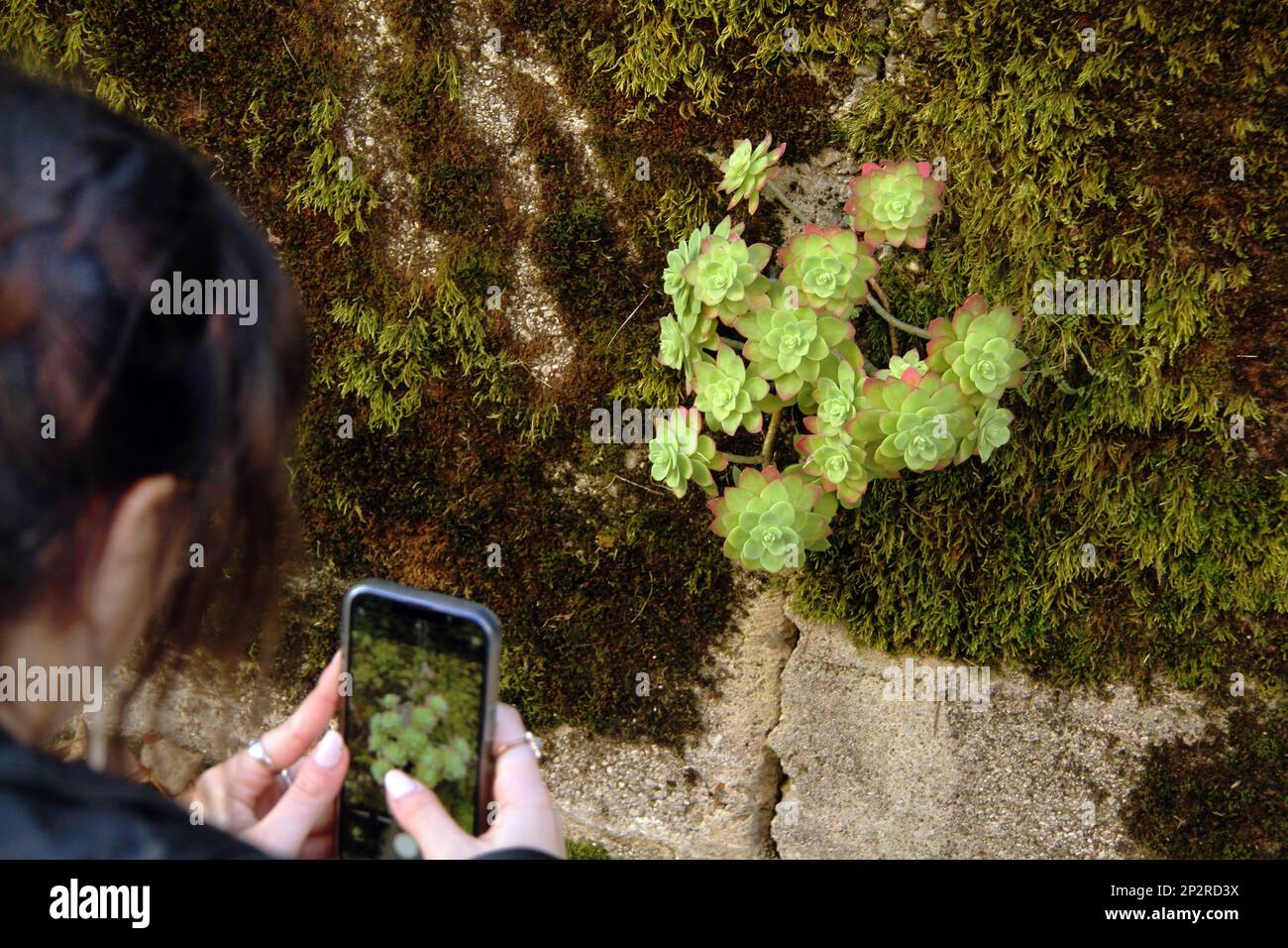 Woman taking a photo of a Pinwheel Aeonium succulent growing on a moss-covered wall in Italy Stock Photo