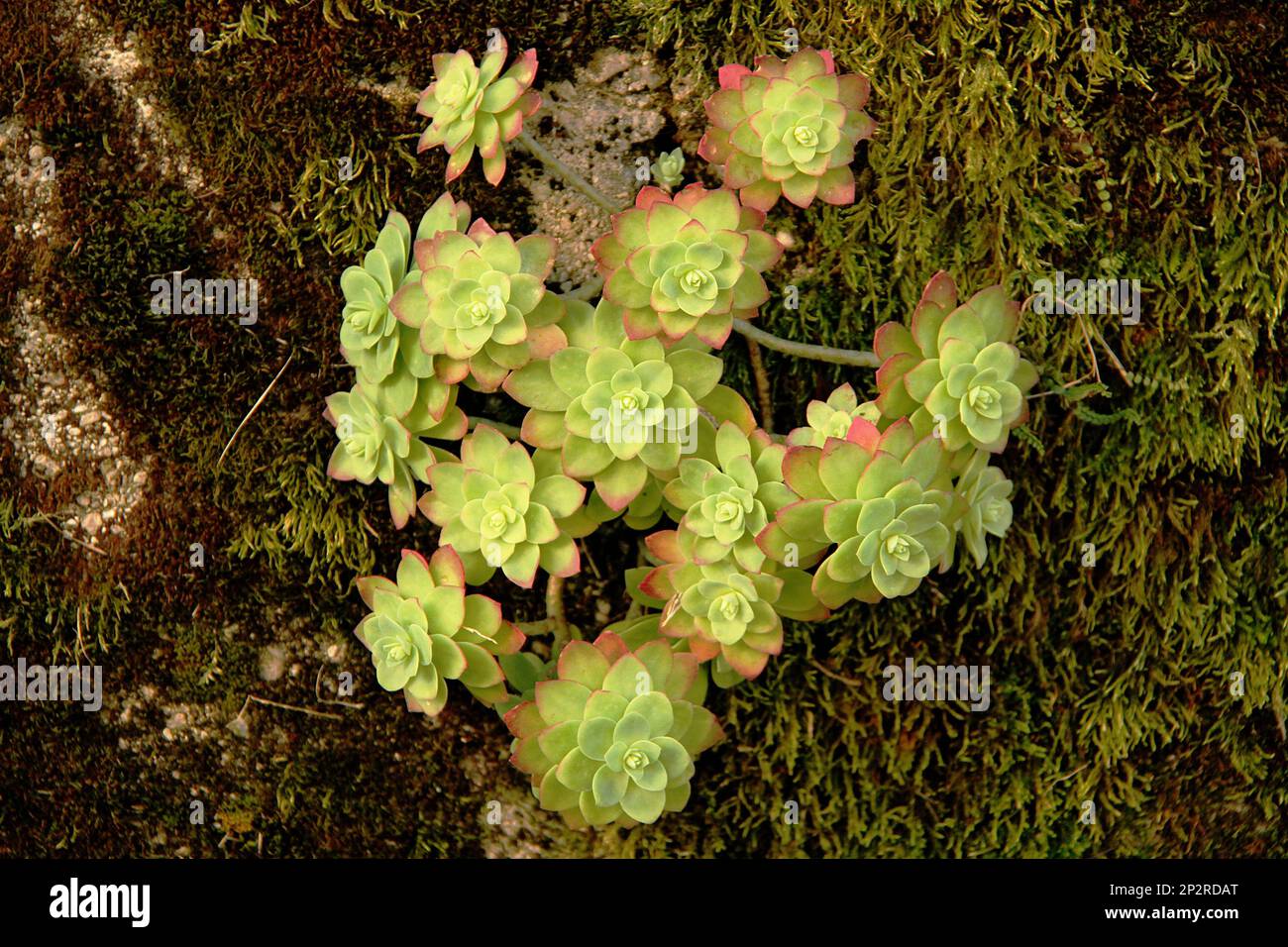 Pinwheel Aeonium succulent growing on a moss-covered wall in Italy Stock Photo