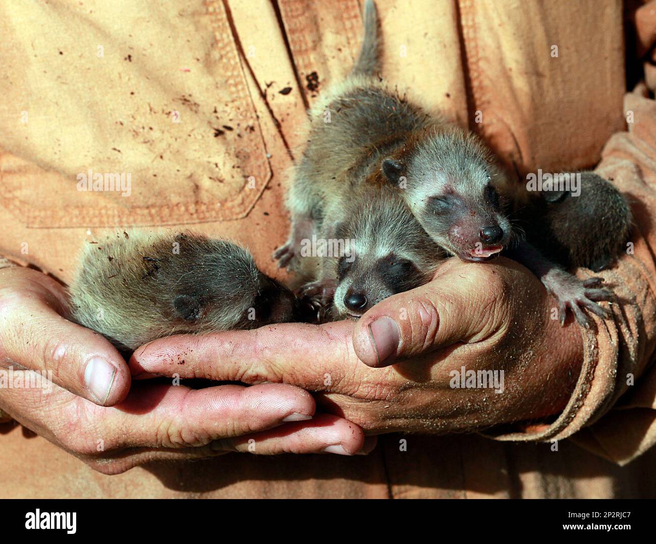 Wes Langston holds four rescued weekold raccoons from that were living