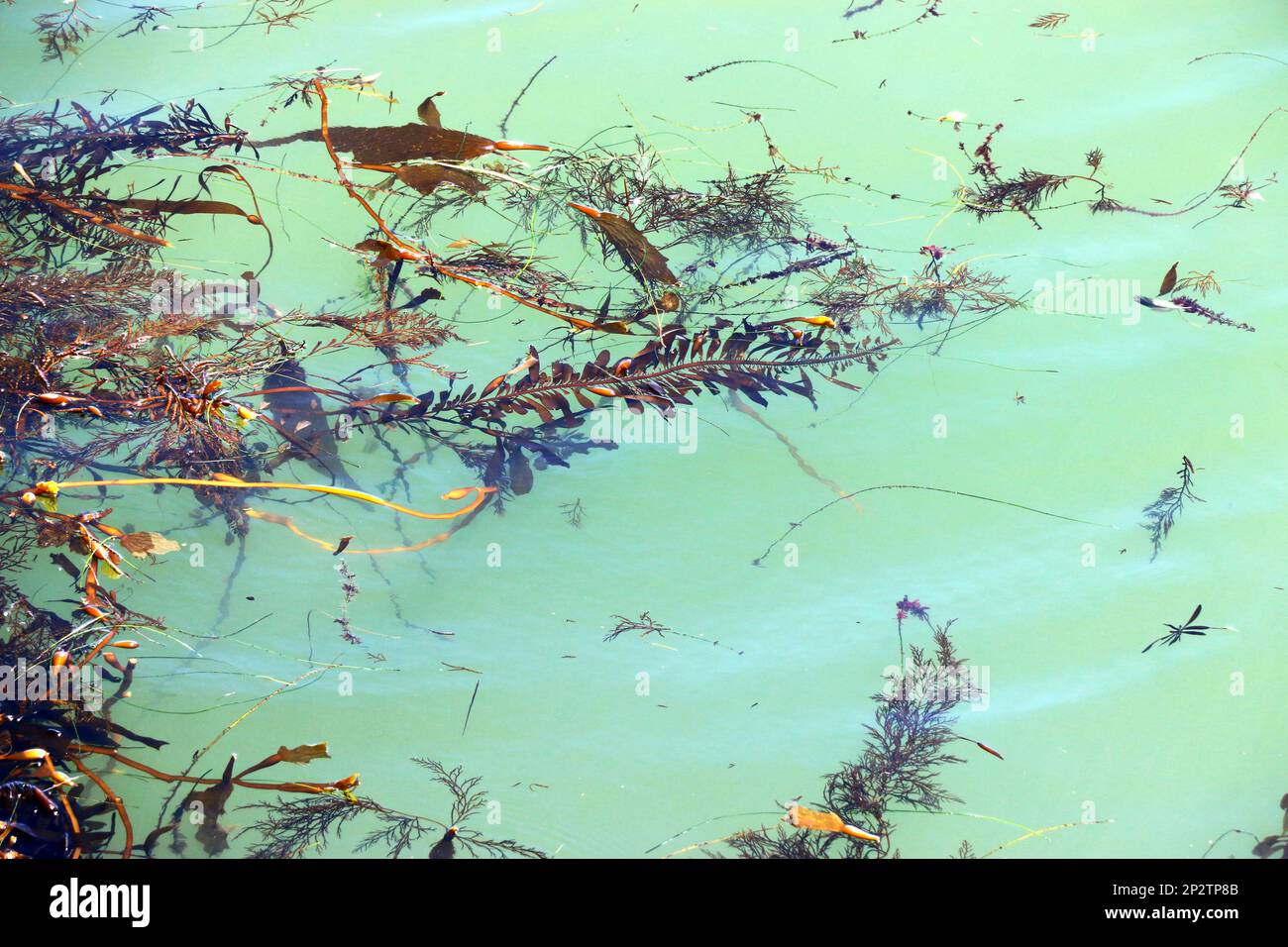 Strands of kelp floating in light green water. Stock Photo