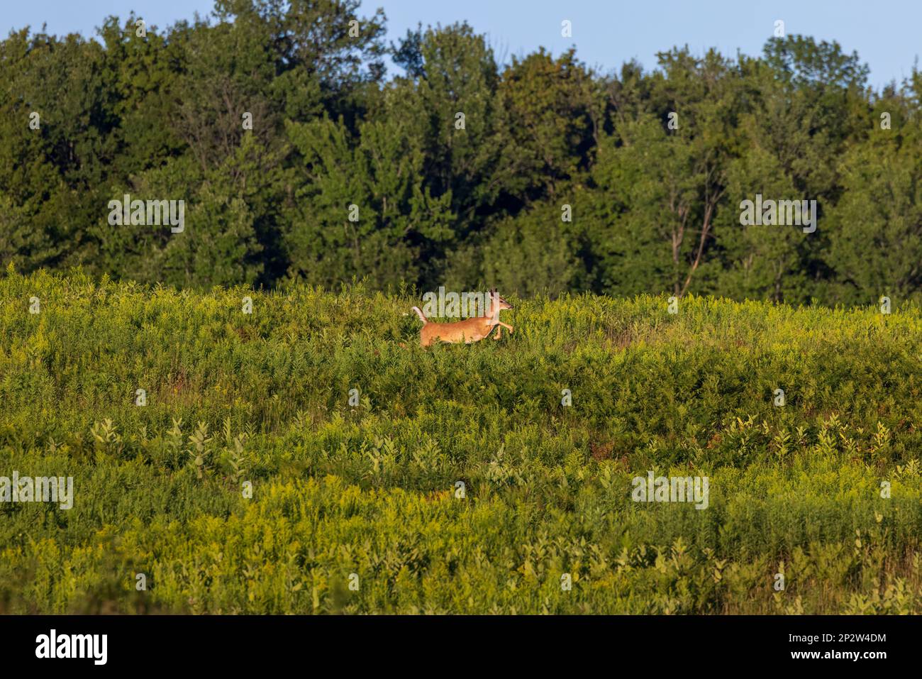 White-tailed buck running through a field in northern Wisconsin. Stock Photo