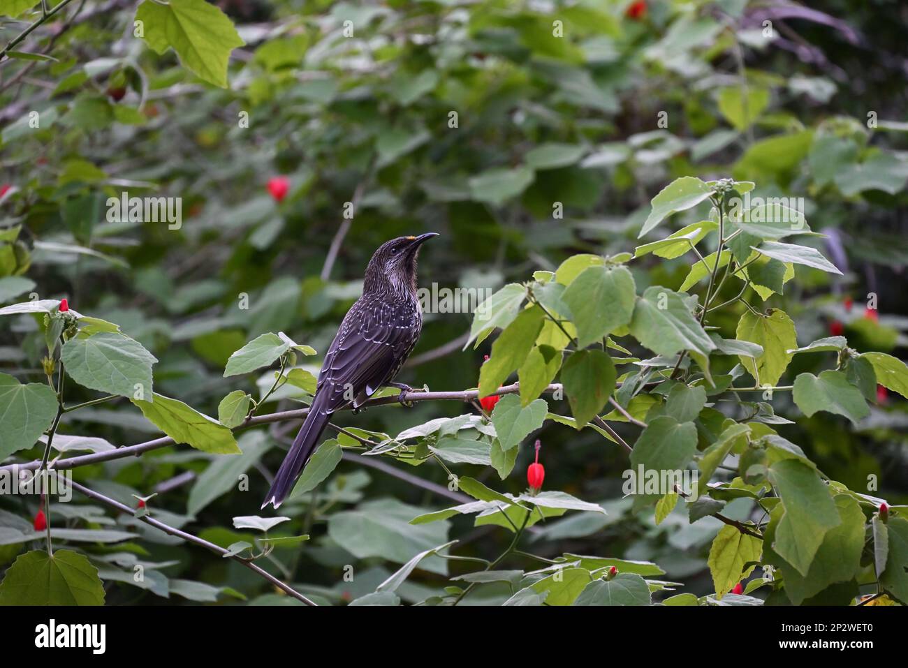 Side view of a little wattlebird perched on a thin branch, with the bird surrounded by green plant life and red flowers Stock Photo
