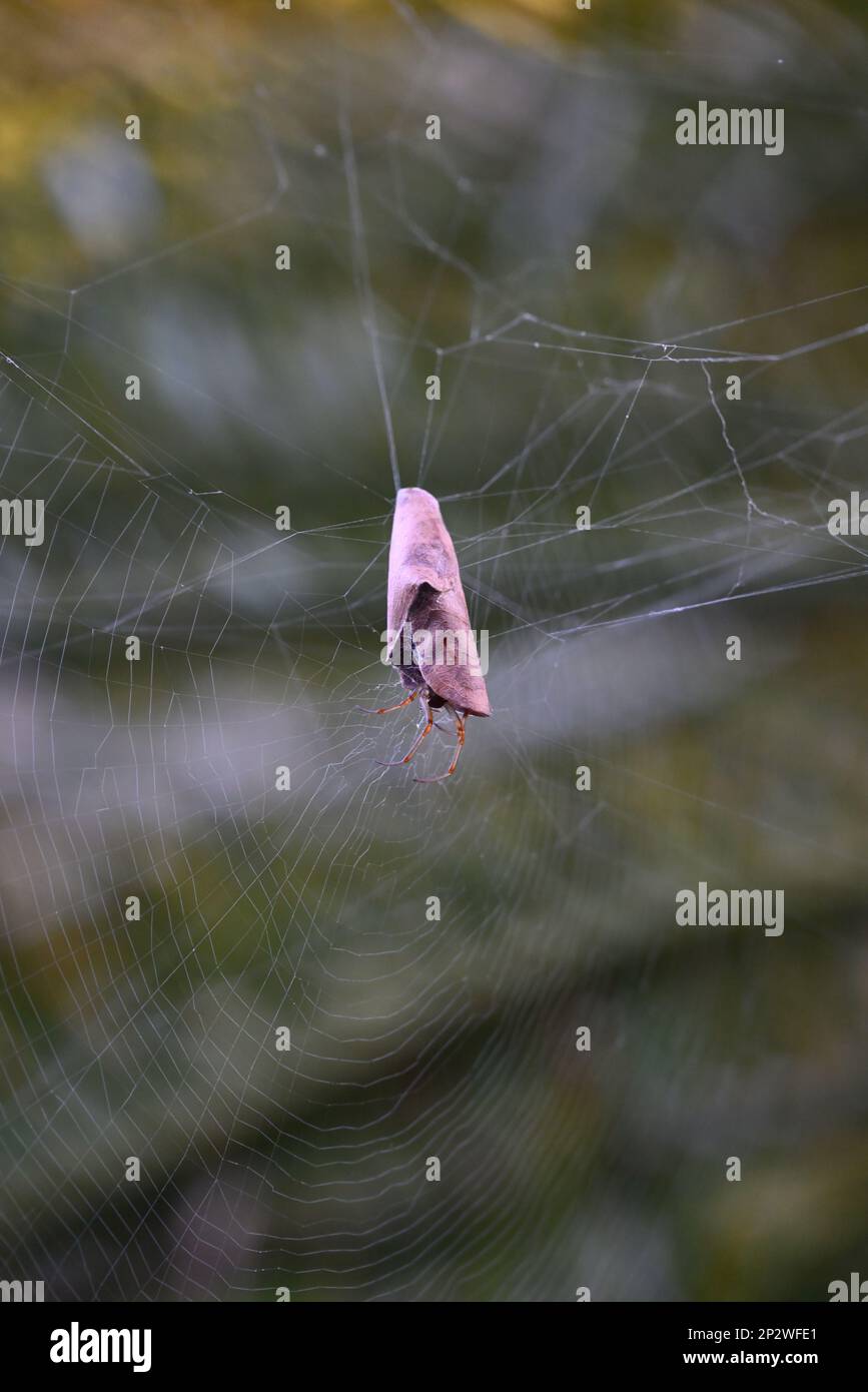 Legs of a leaf curling spider poking out from a curled dry leaf, suspended high up in a web Stock Photo