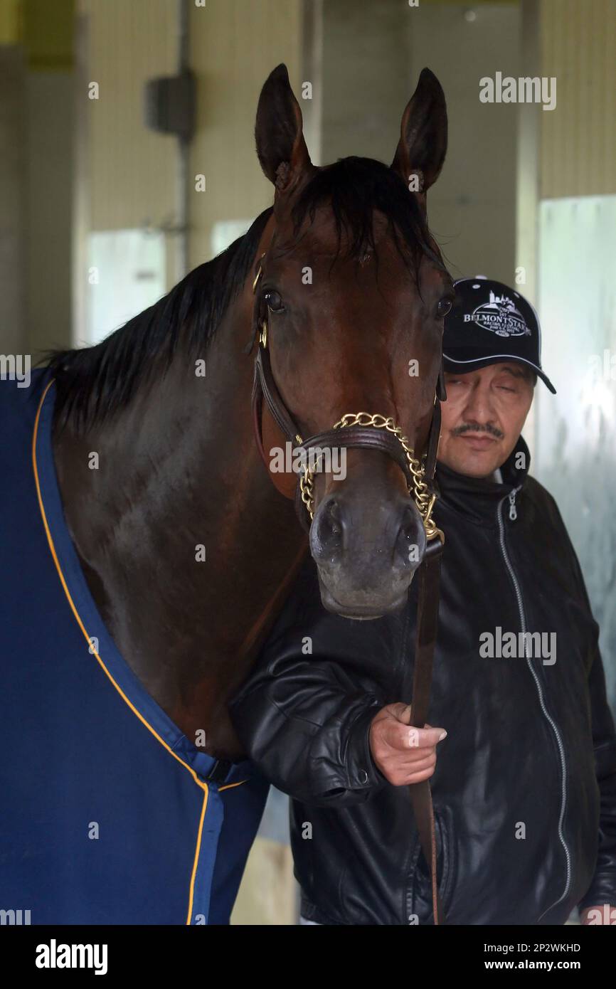 05 June 2015: American Pharoah poses for the media after his work out ...