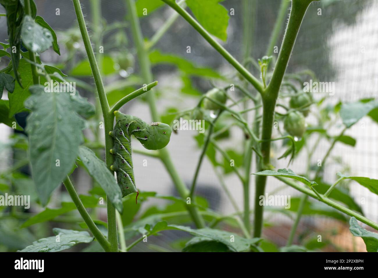 A green tobacco hornworm on the stem of a tomato plant in a home garden; pest Stock Photo