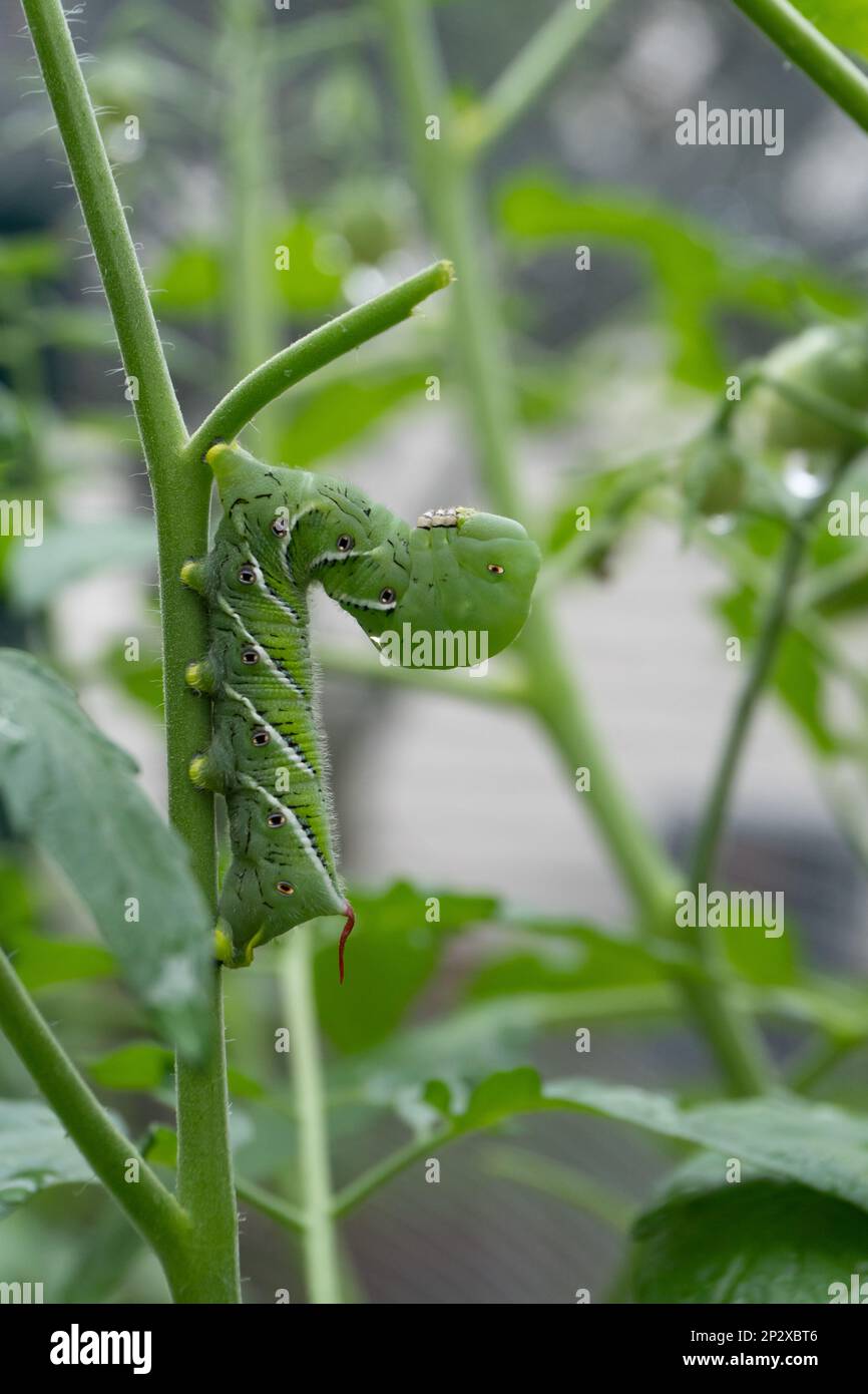 Close-up of a green tobacco hornworm, a pest on the stem of a tomato plant in a home garden; vertical Stock Photo