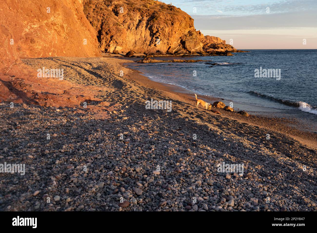 Winston the dog, a corgi mix, on a long expanse of beach with no people in San Carlos, Sonora, Mexico. Stock Photo