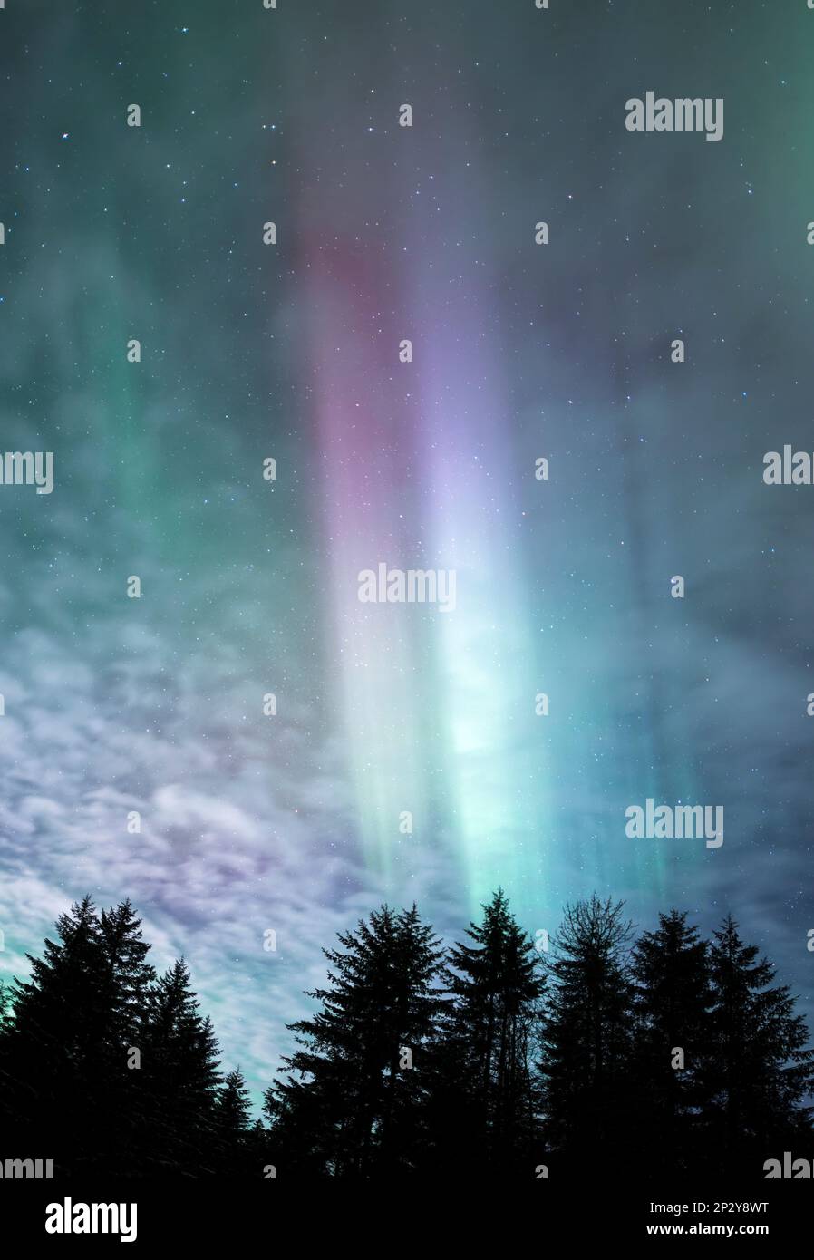 Colorful Aurora Borealis streamers with spruce tree silhouettes in
