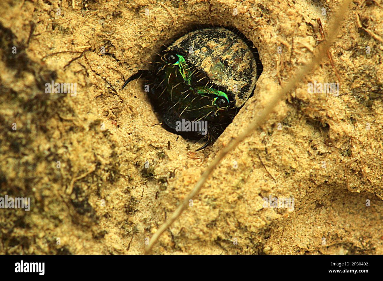 Common tiger beetle larvae in burrow Stock Photo Alamy