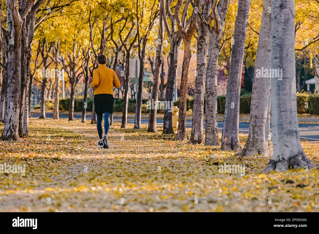 Man jogging at fall. Running on the street with lots of yellow leaves on the ground, view from the back Stock Photo