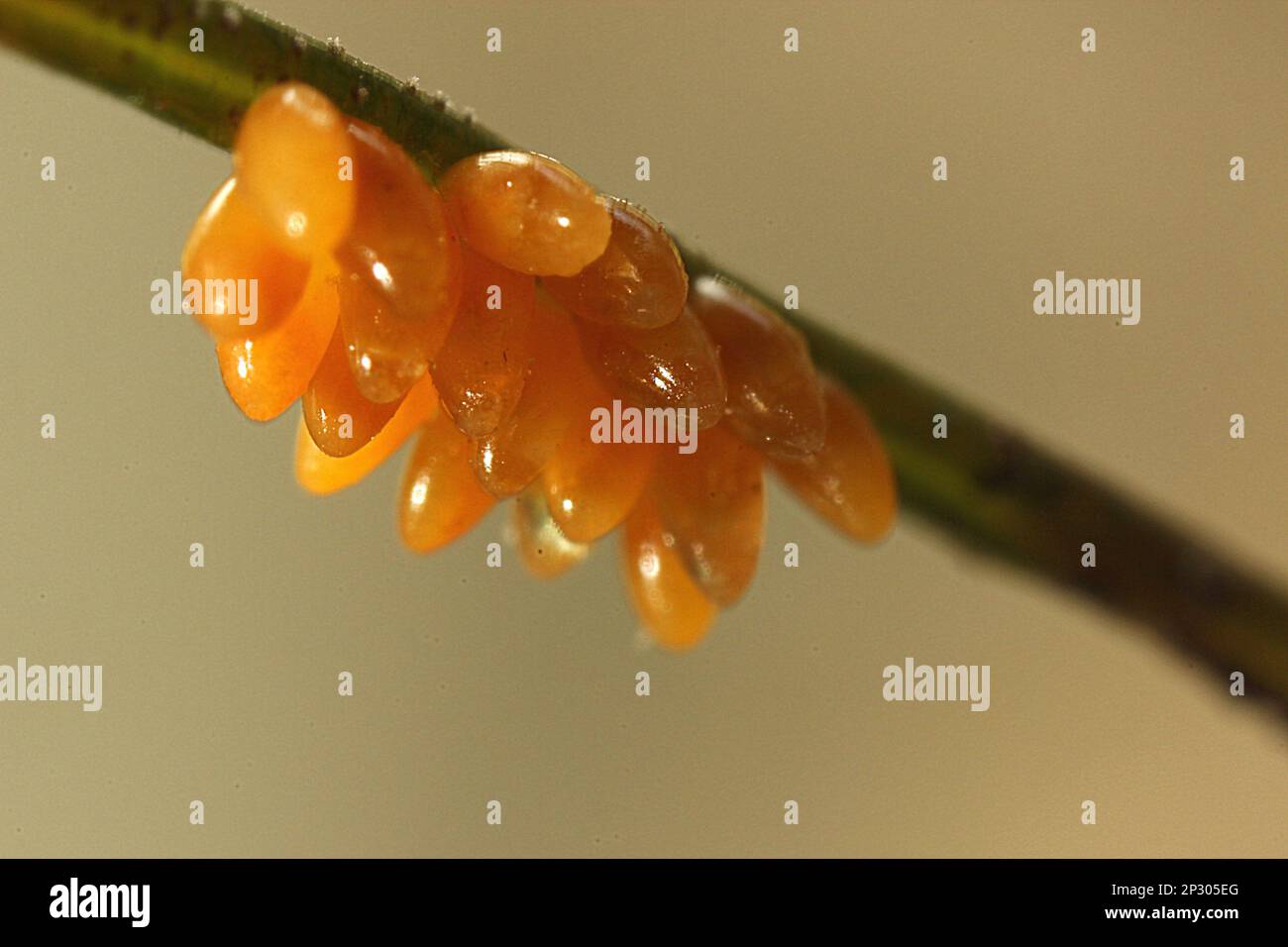 Harlequin ladybird beetle egg cluster Stock Photo Alamy