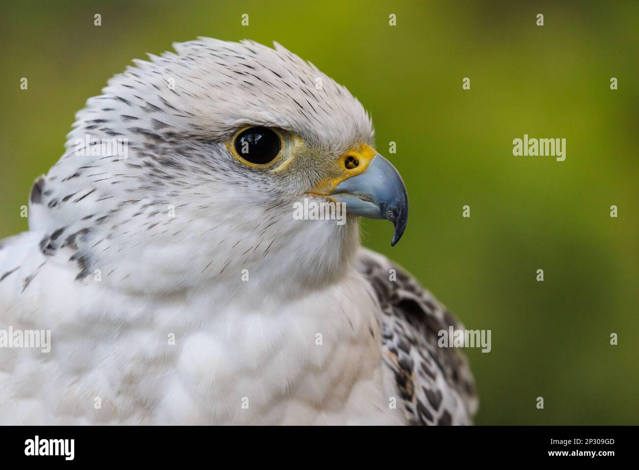 The North Devon Bird of Prey Centre